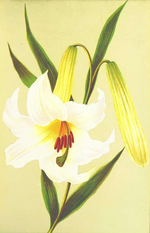 Explore the flora of Rwanda